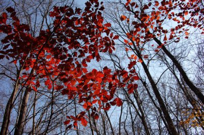 Red leaves trees bckg_5816_1.jpg