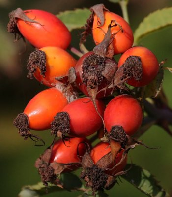 Fruit of the Rose