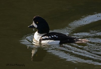 g5/78/893478/3/119528161.Z96TDOlK.jpg
