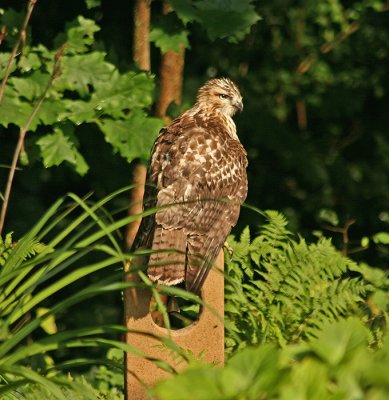 RED TAIL HAWK