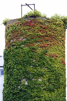 Ivy Covered Silo