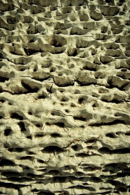 Eucalypt Wood (detail)