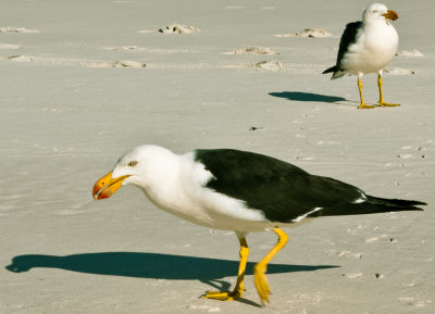 Dances with Gulls (LR 3 Beta edit)