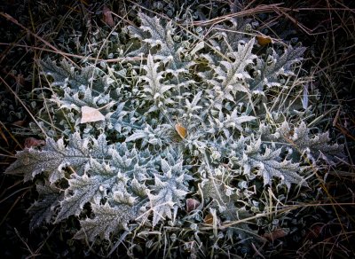 Bush Frost