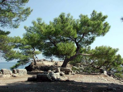 ber Phaeselis ........