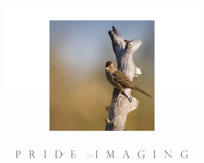 Large no pano sparrow copy.jpg