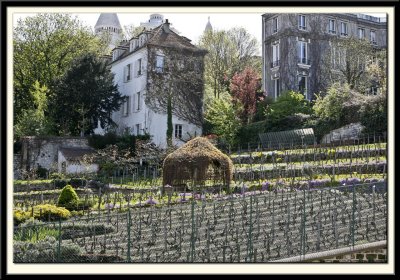 Vines de Montmartre