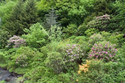 Blue Ridge Parkway 1