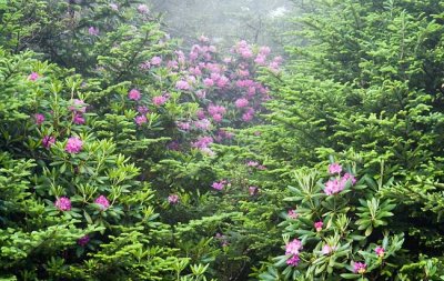 June 28 - Rhododendron Gardens