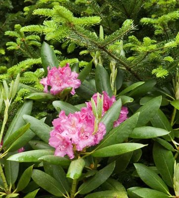 Rhododendron Gardens 2