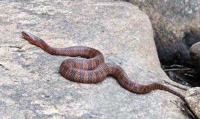 Northern Water Snake 2