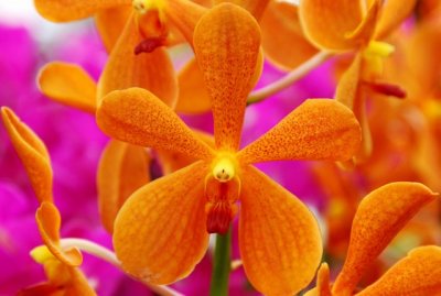 thai orchid show