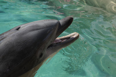 dolphin-1.jpg