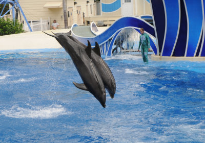 dolphin-13.jpg
