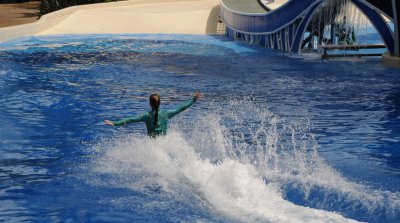dolphin-6.jpg