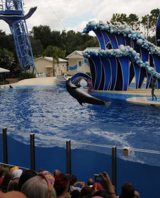 dolphin-7.jpg