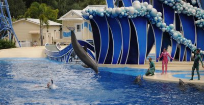dolphin-8.jpg
