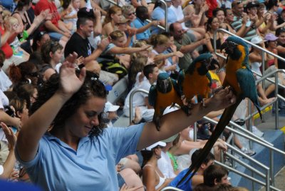 macaws-2.jpg