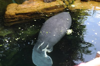 manatee-2.jpg