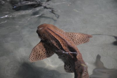 shark-1.jpg
