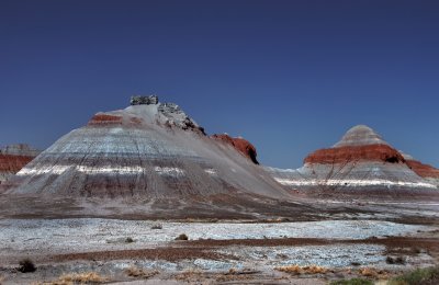 Petrified Forest 2012