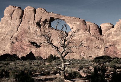 a tree in Arches National Park