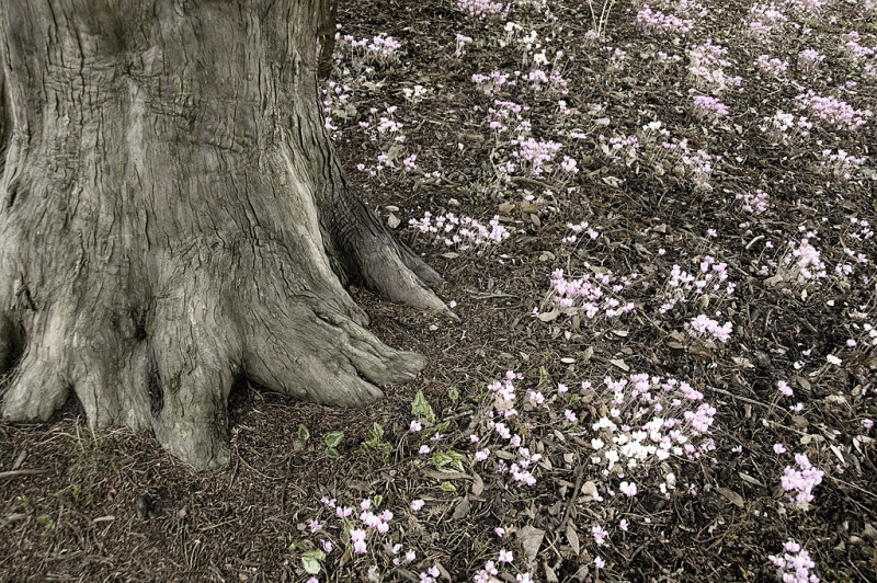 winter blooms :: forde abbey