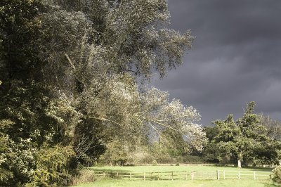 winter blooms :: forde abbey