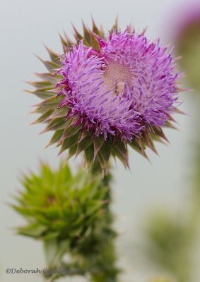 thistle bud...a week later
