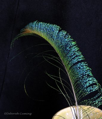 peacock feather II