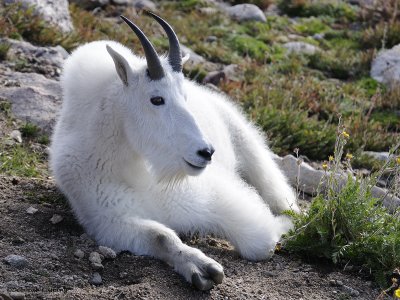 mt_evans