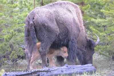 Newborn