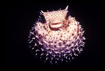 BlowFish.jpg