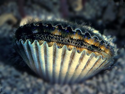 Clam.jpg
