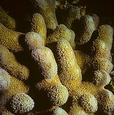 CoralFingers.jpg