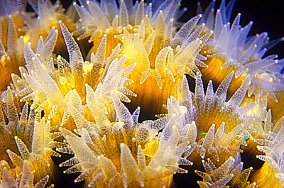 CoralPolyps.jpg