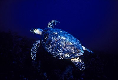 HawksBillTurtle.jpg