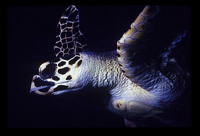 Hawksbill.jpg