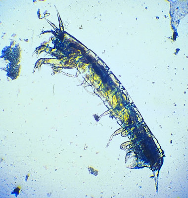 Plankton1.jpg