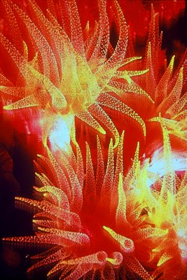 RedCoralPolyps.jpg