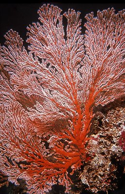 SeaFan.jpg