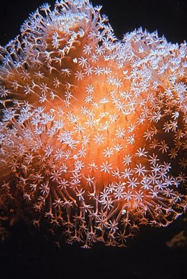 SmallPolyps.jpg