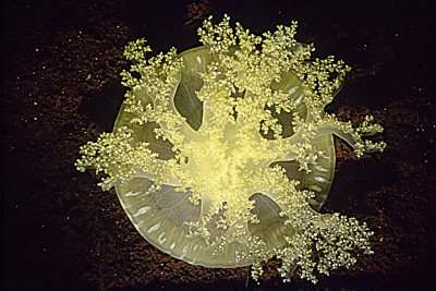 SunJelly.jpg