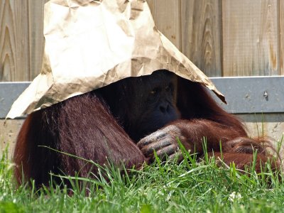 Orangutan