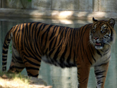 Sumatran Tiger