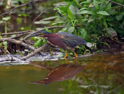 Green Heron