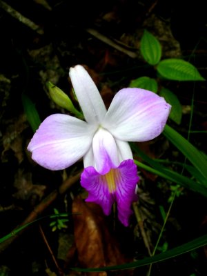 Colo-I-Suva Park - orchid.JPG