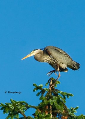 Great Blue Heron at Rookery