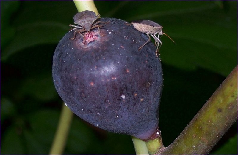 Mmmm Figs 2