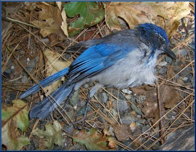 West Nile Blue Bird